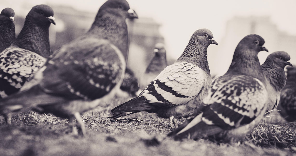 Avian Influenza (H5N1, H7N9): The Bird Flu Viruses That Could Spark a Pandemic