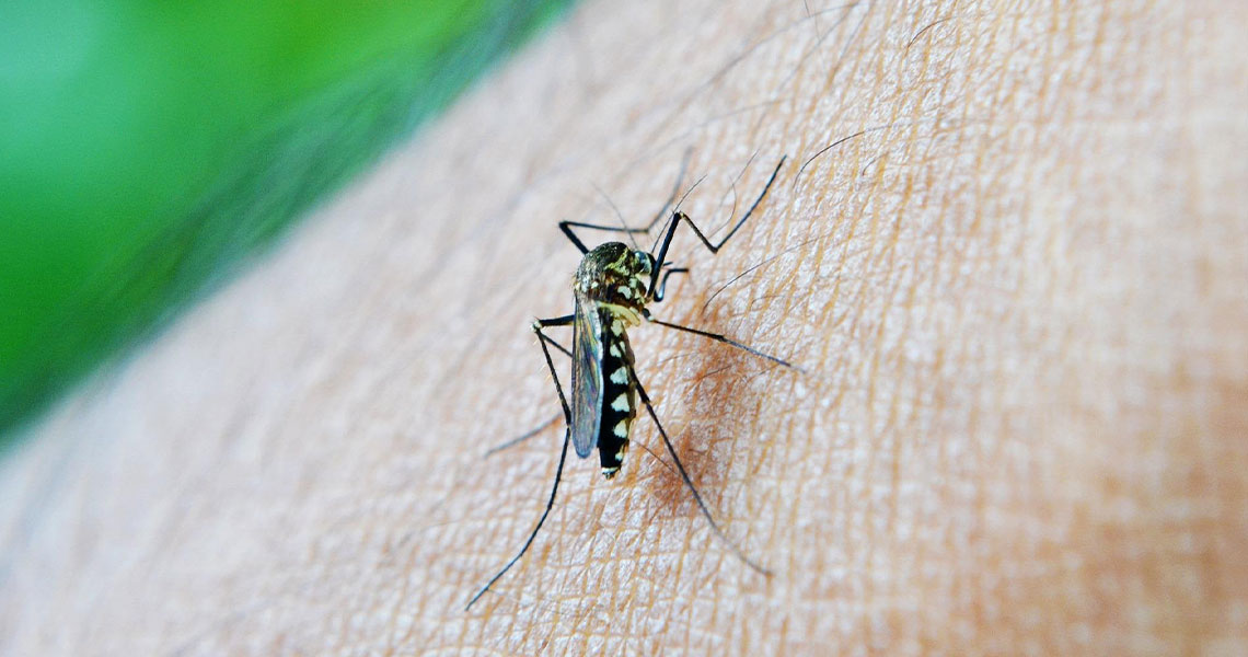 Dengue Fever: Causes, Symptoms, Treatment, and Prevention Explained