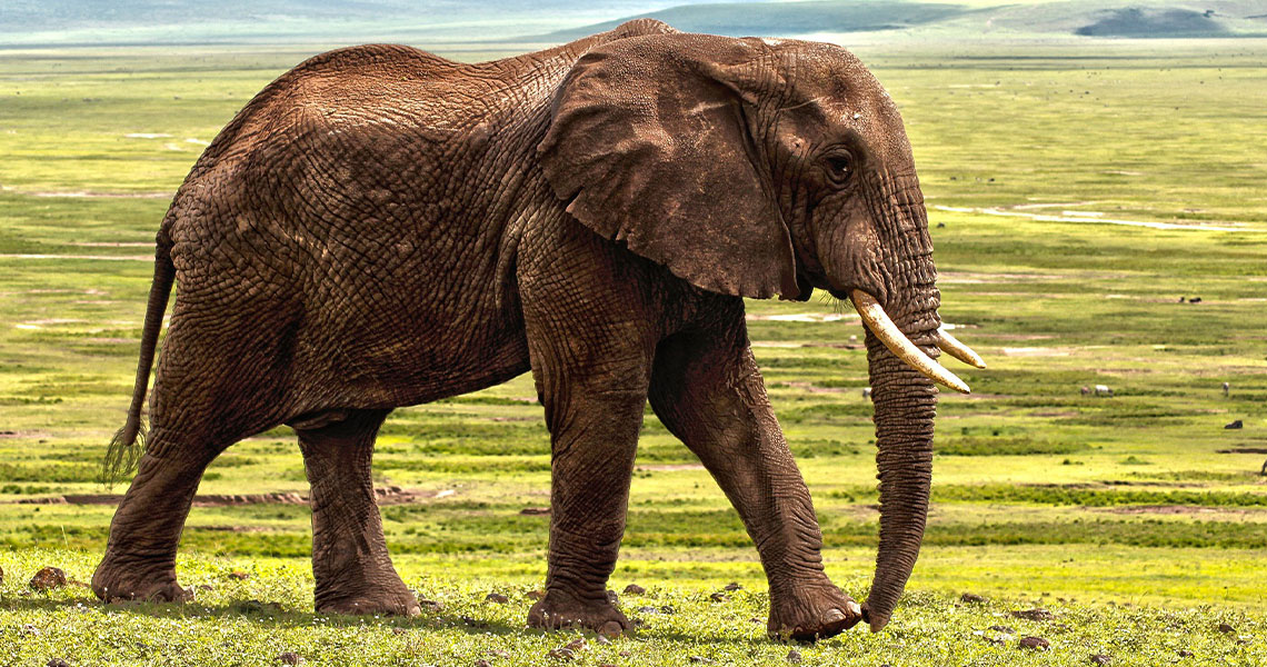 Ebola & Marburg: The Deadliest Viral Hemorrhagic Fevers