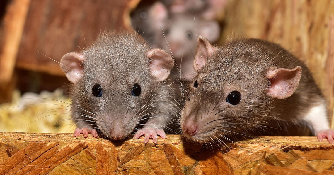 Hantavirus: The Deadly Virus Spread by Rodents