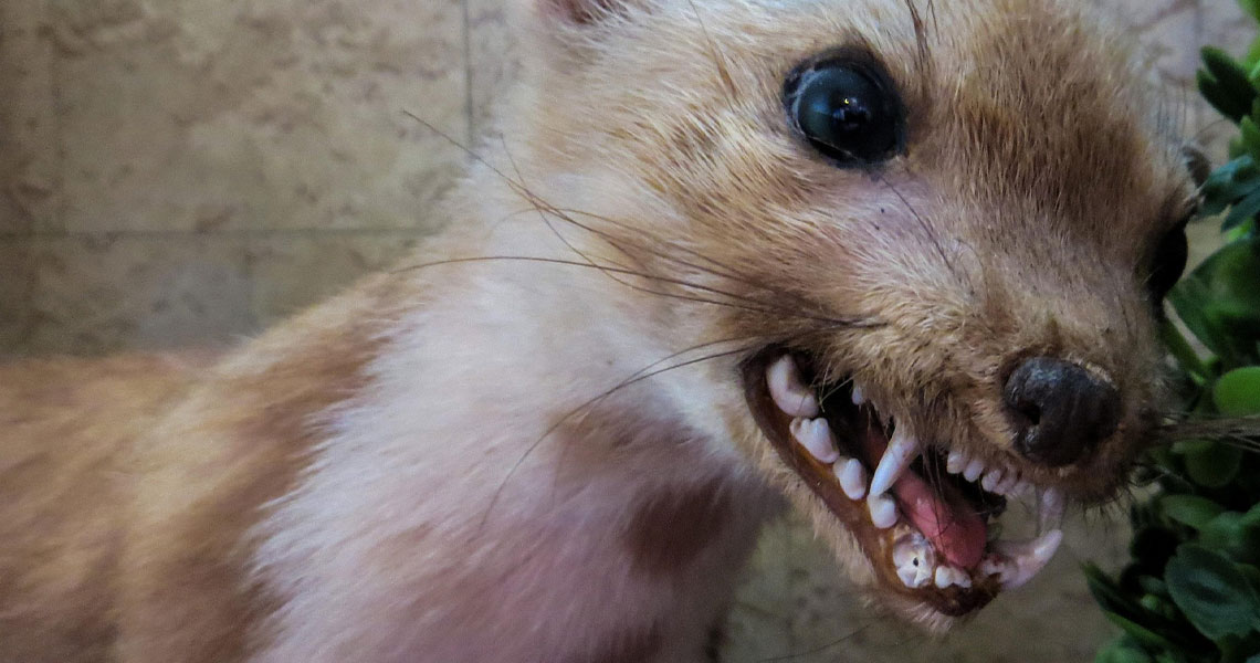 Rabies: Causes, Symptoms, Treatment, and Prevention Explained