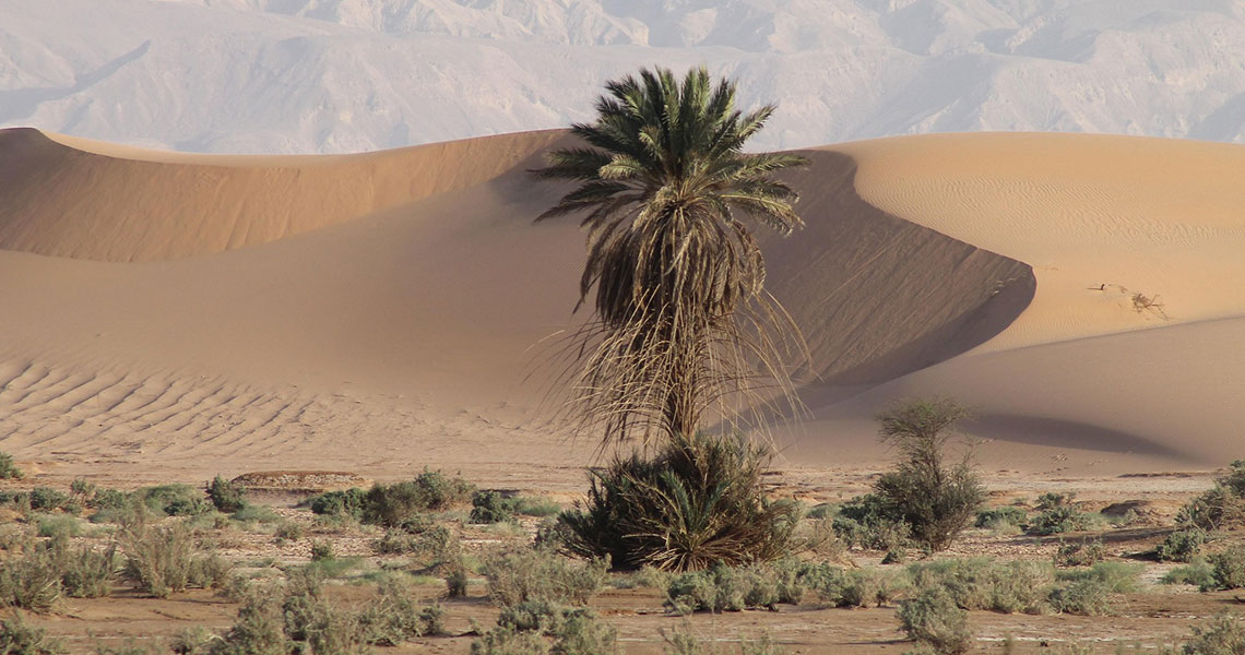 The First Pharmacies Were in Baghdad 🏺💊