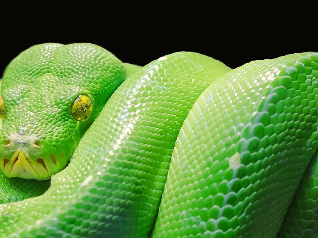Snake Venom in Your Medicine Cabinet? How Deadly Toxins Became Life-Saving Medicines